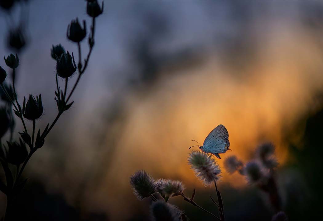 Butterflies - Insects